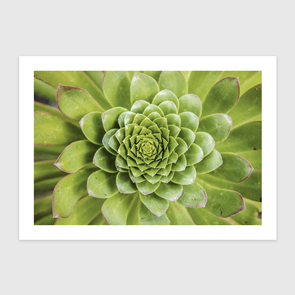 Frunze Spirale Aeonium